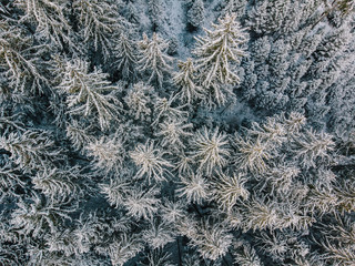 Luftaufnahme einer mit Schnee bedeckten Waldfläche mit vielen Tannenbäumen im Winter