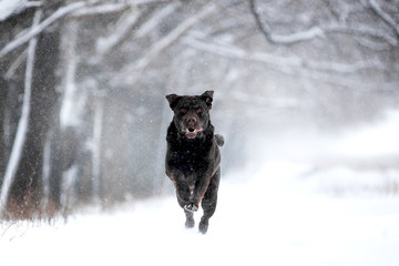 Beautiful dog breed Labrador Retriever in a snowy forest