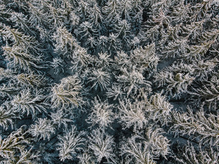 Luftaufnahme einer mit Schnee bedeckten Waldfläche mit vielen Tannenbäumen im Winter