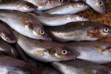 Saffron cod on net