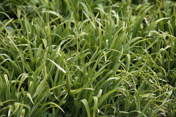 The background texture of green grass