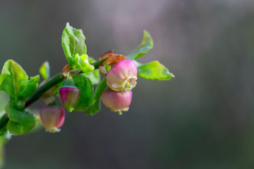 European blueberry (Vaccinium myrtillus) in bloom. European blueberry flowers close up. Vaccinium myrtillus (European blueberry) is a species of shrub with edible fruit of blue color.