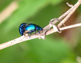 Zwei  Himmelblaue Blattkäfer (Chrysolina coerulans) auf einem dürren Grashalm im Frühling © Gerhard