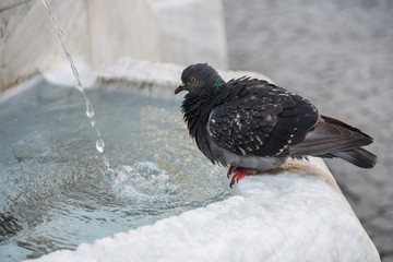 Pigeons drink water at the fountain