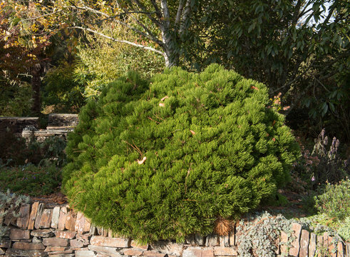 Green Foliage of an Evergreen Coniferous Dwarf Mountain Pine Shrub (Pinus mugo 'Humpy') Growing in a Garden in Rural Devon, England, UK