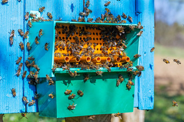 Collector of pollen on a hive. Bees with collected pollen enter the openings of Apiary pollen collector mounted on the hive. harvesting pollen in the apiary. Pollen trap for collecting pollen pellets 