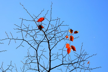 아름다운 가을 단풍