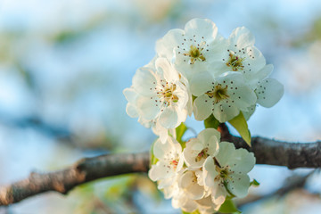 Wild Pear tree blossom. Horizontal banner with white flowers on cyan color blurred sky backdrop with bokeh lights. Nature spring fresh background of blooming fruit branch. Copy space for greeting card