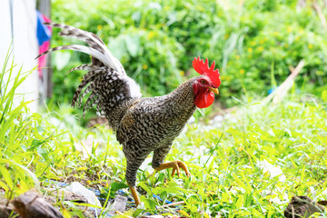 The cock plover in the green forest