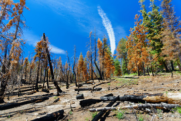 Forest after a controlled burn in Bryce Canyon