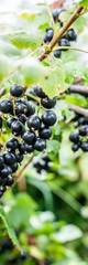 Blackcurrant Berries on a Branch