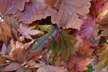 Autumn leaves background
