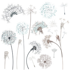 Set of vector hand drawn dandelions for design