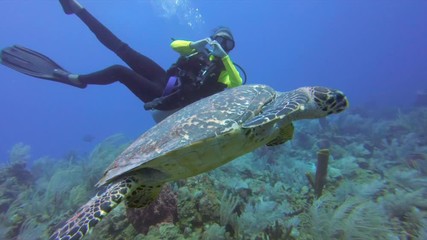 Panning shot of scuba diver gesturing heart shape while swimming by turtle in sea, person diving over ocean floor - Great Blue Hole, Belize - Powered by Adobe