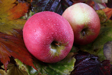 Apples on autumn leaves