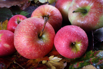 Apples on autumn leaves
