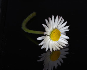 G&auml;nsebl&uuml;mchen 2