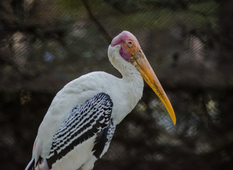 Storks are large, long-legged, long-necked wading birds with long, stout bills.
