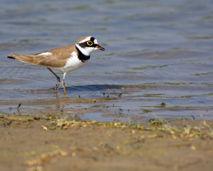 Plover