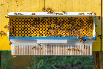 Collector of pollen on a hive. Bees with collected pollen enter the openings of Apiary pollen...