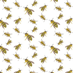 Yellow jacket of the common wasp.Nasty insects.