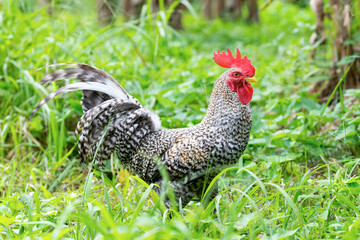 The cock plover in the green forest