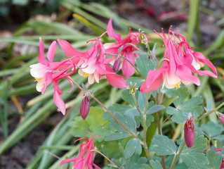 Aquilegia vulgaris - Gemeine Akelei or Gewöhnliche Akelei weiß und rosa gerfärbt 