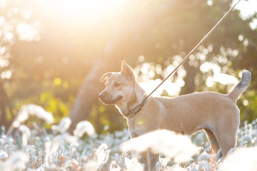 A dog in a field of pampas grass with the evening sun backlit