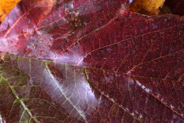 Autumn blackberry leaf