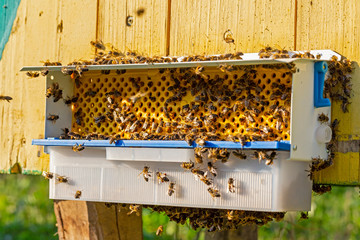 Collector of pollen on a hive. Bees with collected pollen enter the openings of Apiary pollen...