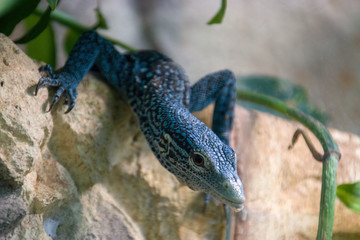 a blue-spotted tree monitor (Varanus macraei) on the rock April 7th 2019,  a species of monitor lizard found on the island of Batanta in Indonesia. 