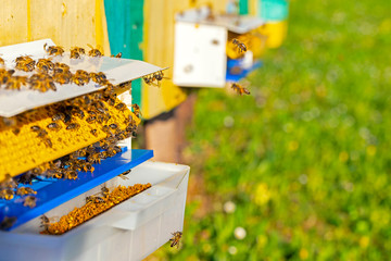 Collector of pollen on a hive. Bees with collected pollen enter the openings of Apiary pollen...