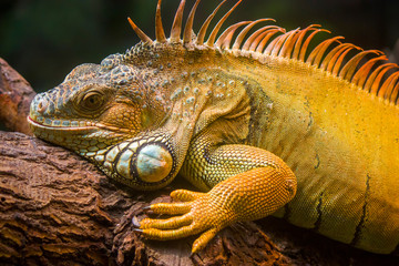 Obraz premium The Red Iguana closeup image. it actually is green iguana, also known as the American iguana, is a large, arboreal, mostly herbivorous species of lizard of the genus Iguana.