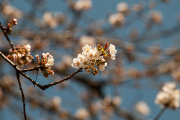 a twig of a cherry tree with blossoms