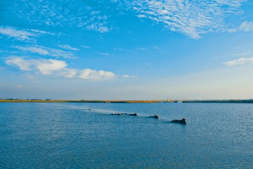 The cows swimming in the river