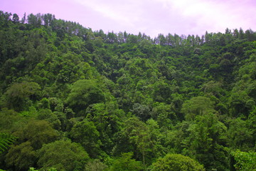 forest in the mountains