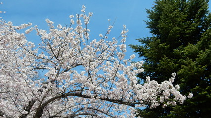 桜