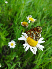 Butterfly close-up on a flower on a grass background.