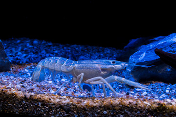 The blue crayfish (Procambarus alleni), is a species of freshwater crayfish endemic to Florida in the United States.
It is listed as a species of Least Concern. 