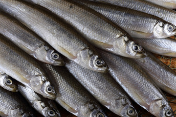 Obraz premium Smelt fishes on net. Pacific smelt fish variety