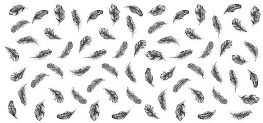 Obraz premium Vector Black and White Feather Pattern