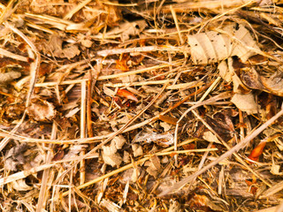 ants on the ground. Ground the Forest background