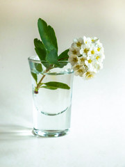 spring pruning branch in a glass on a white background