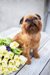 Young Brussels griffon with a bouquet of tulips