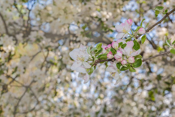 Flowering branch of apple