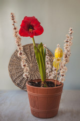 Flowering dark red hippeastrum (amaryllis) with Easter decor
