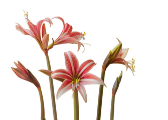 Hippeastrum (Amaryllis ) Butterfly Group " Sweet Lilian"  on  white background  isolated