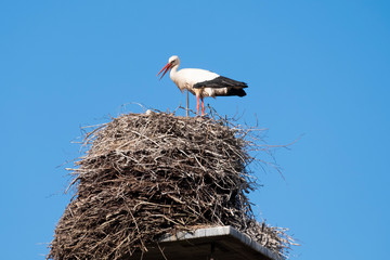 A stork stands in its nest on a chimney, in the spring , blue sky in background
