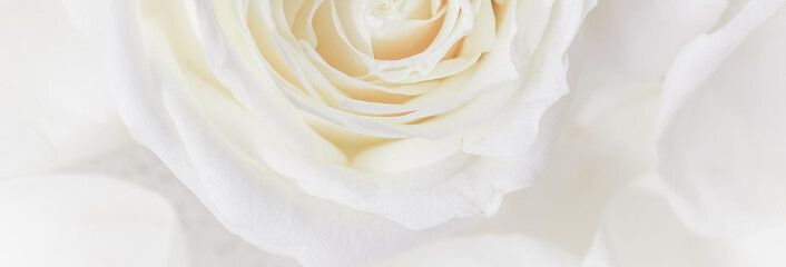 Soft focus, abstract floral background, white rose flower. Macro flowers backdrop for holiday brand design