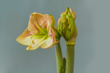 Flowering  hippeastrum (amaryllis) Princes Claire on grey background.